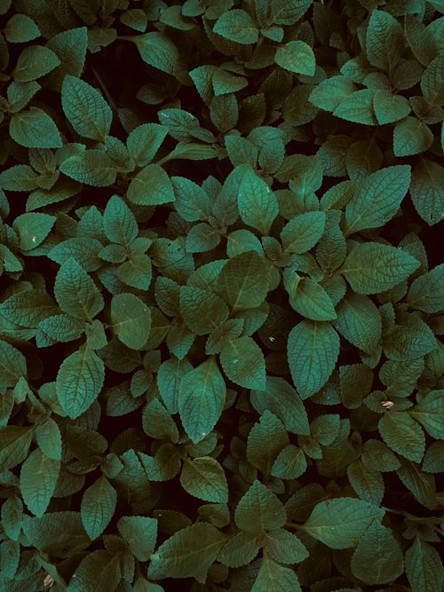 Free A vibrant pattern of lush green leaves creating a natural texture, captured in a Kerala garden. Stock Photo