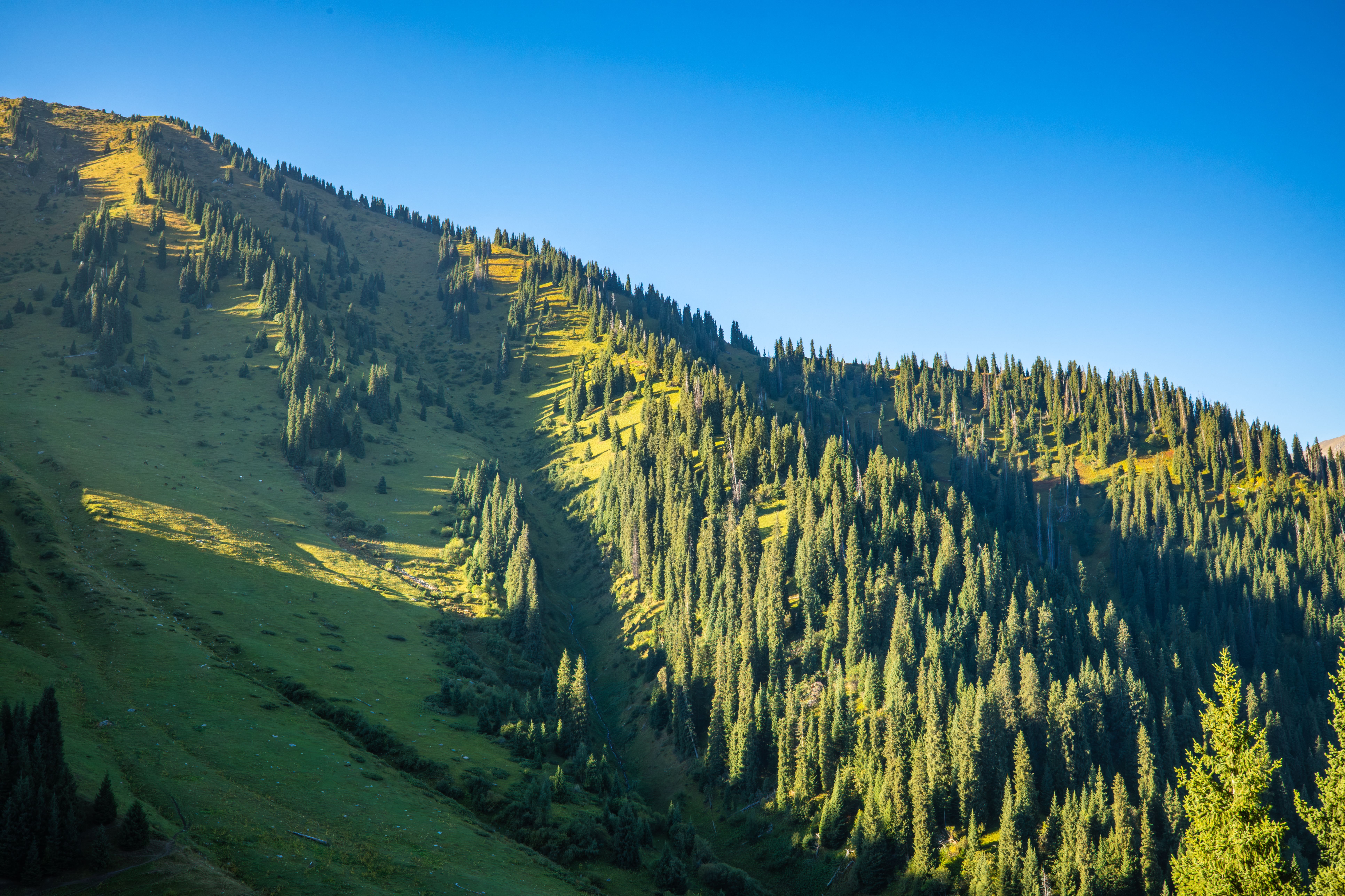 Sunlit mountain landscape in Almaty, Kazakhstan, showcasing lush greenery under a clear blue sky.