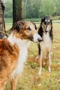 阳光明媚的日子里，两只猎狼犬优雅地站在公园中，尽显优雅与忠诚
