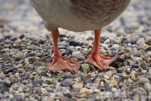 Free Crop wild duck with gray plumage and red paws standing on wet small pebbles Stock Photo