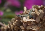 Small lizard lying on flowers