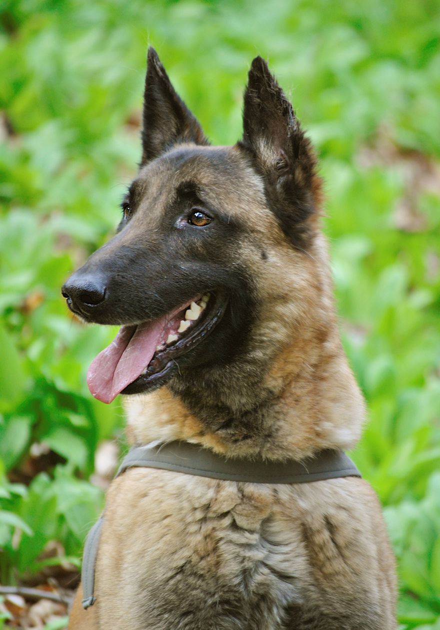 Alert Belgian Malinois portrait among green foliage