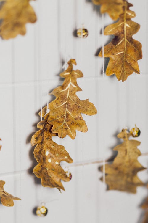 Free Dried Leaves Hanging on the Wall Stock Photo