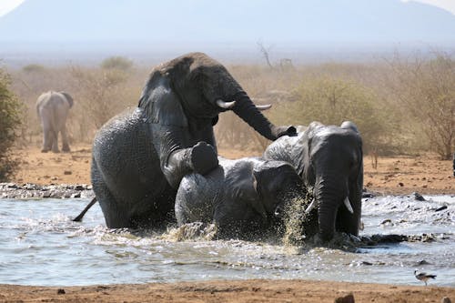 Gratis lagerfoto af afrikanske elefanter, bade, dam Lagerfoto