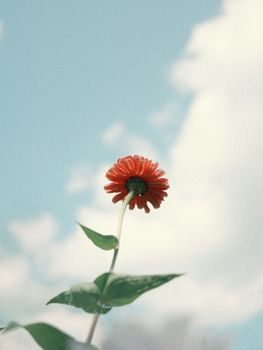 A striking red zinnia flower stands against a soft blue sky, embodying summer's fresh beauty.