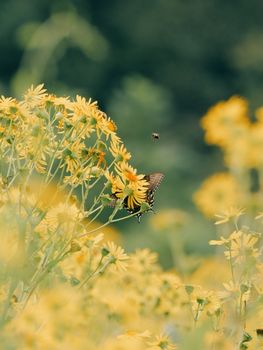 A swallowtail butterfly perched on bright yellow wildflowers in a summer garden.