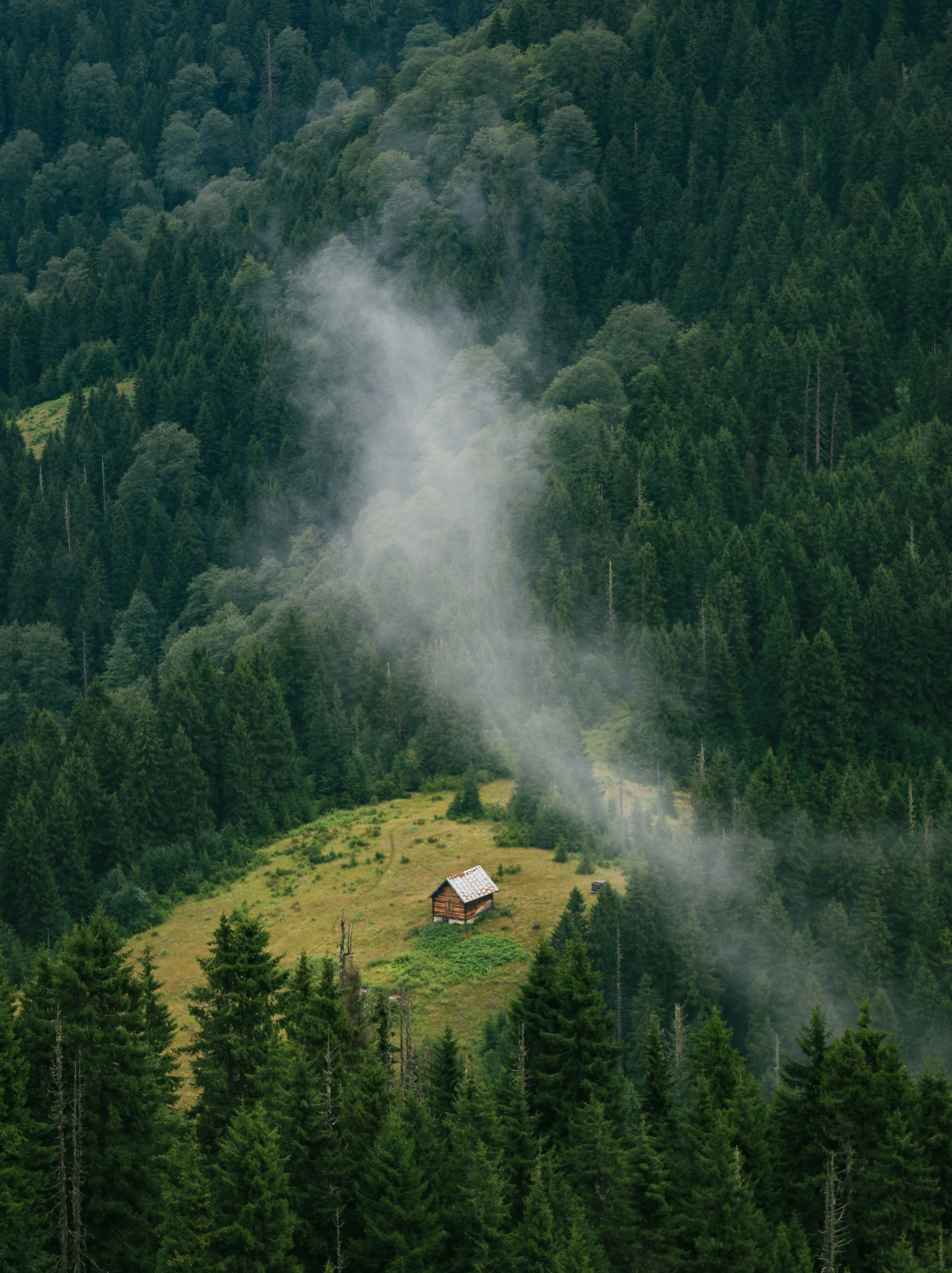 A serene cabin nestled amidst the dense forests of Rize, Türkiye, enveloped in mist.