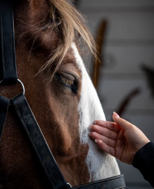 Free Close-up photo of a horse being gently petted, showing a bond between human and animal. Stock Photo