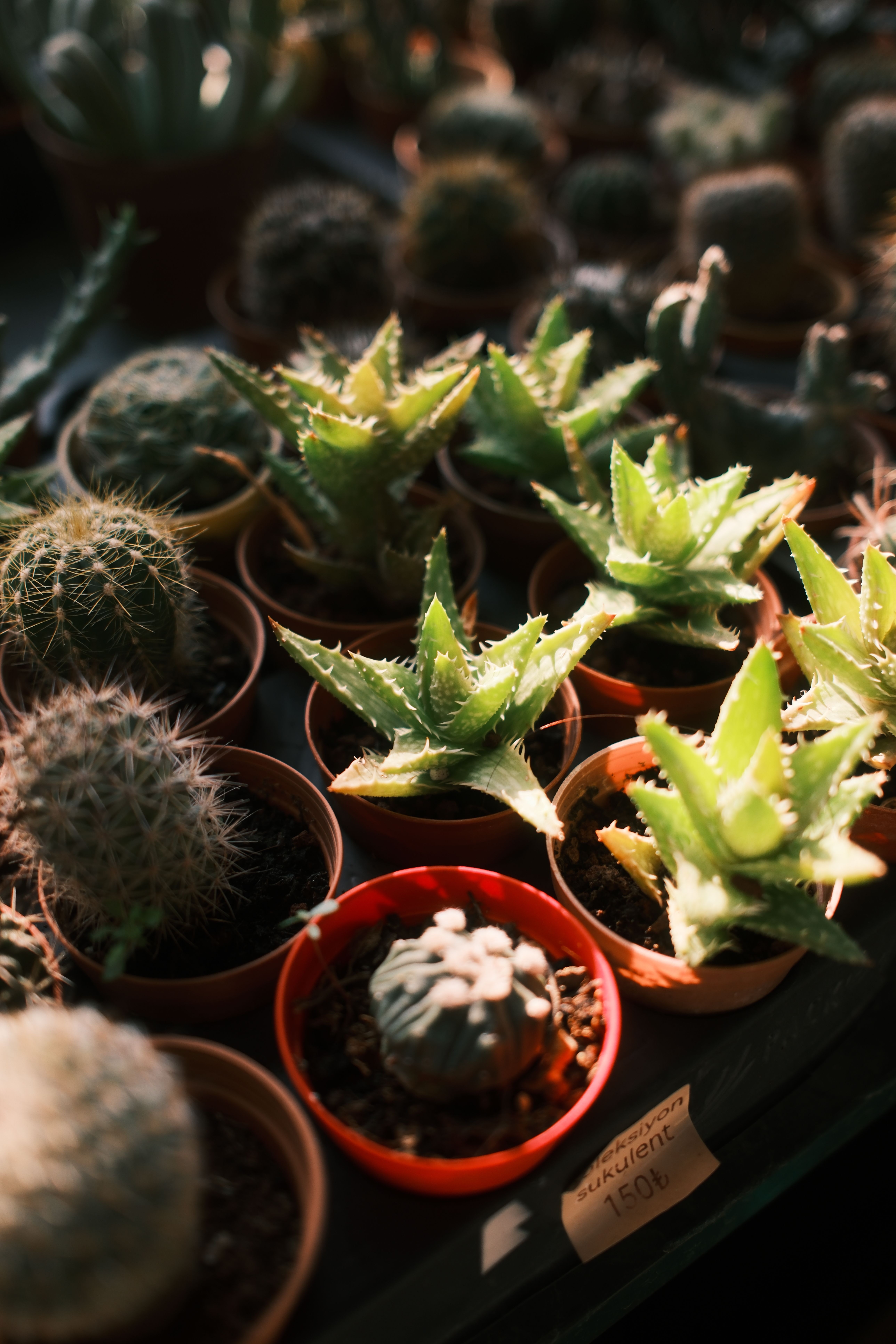 Collection of succulents and cacti in pots