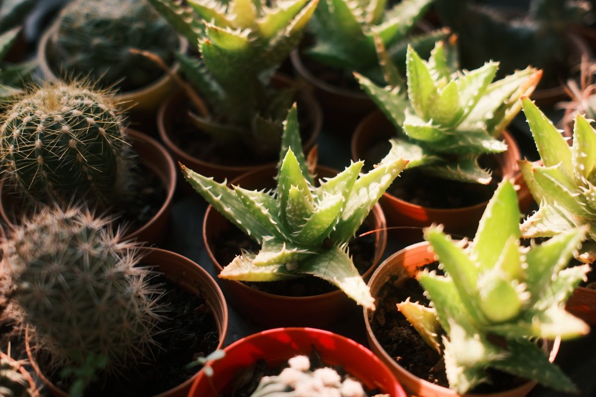 Collection of succulents and cacti in pots