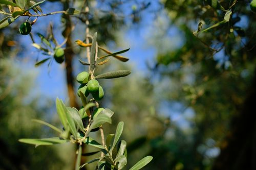 Free Lush green olives hanging on branches captured during a clear day. Stock Photo