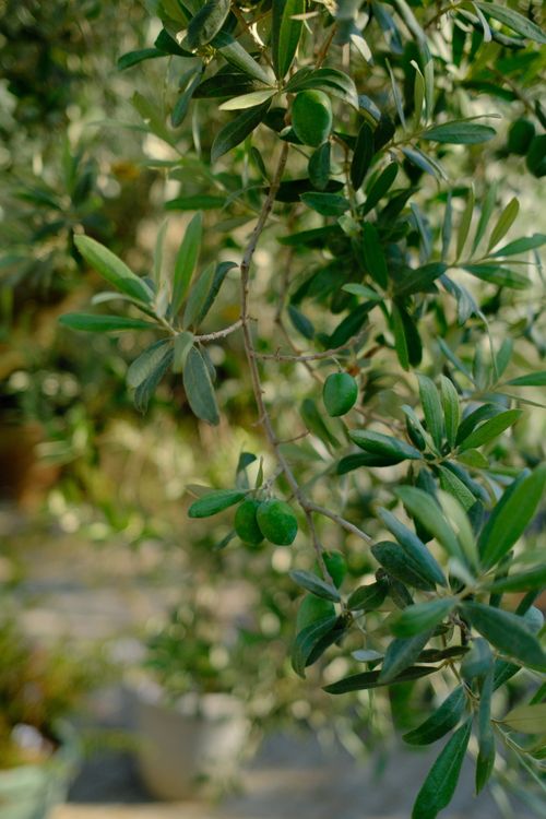 Free Detailed view of an olive tree branch with green olives. Sunlight enhances the natural beauty and texture of the leaves. Stock Photo