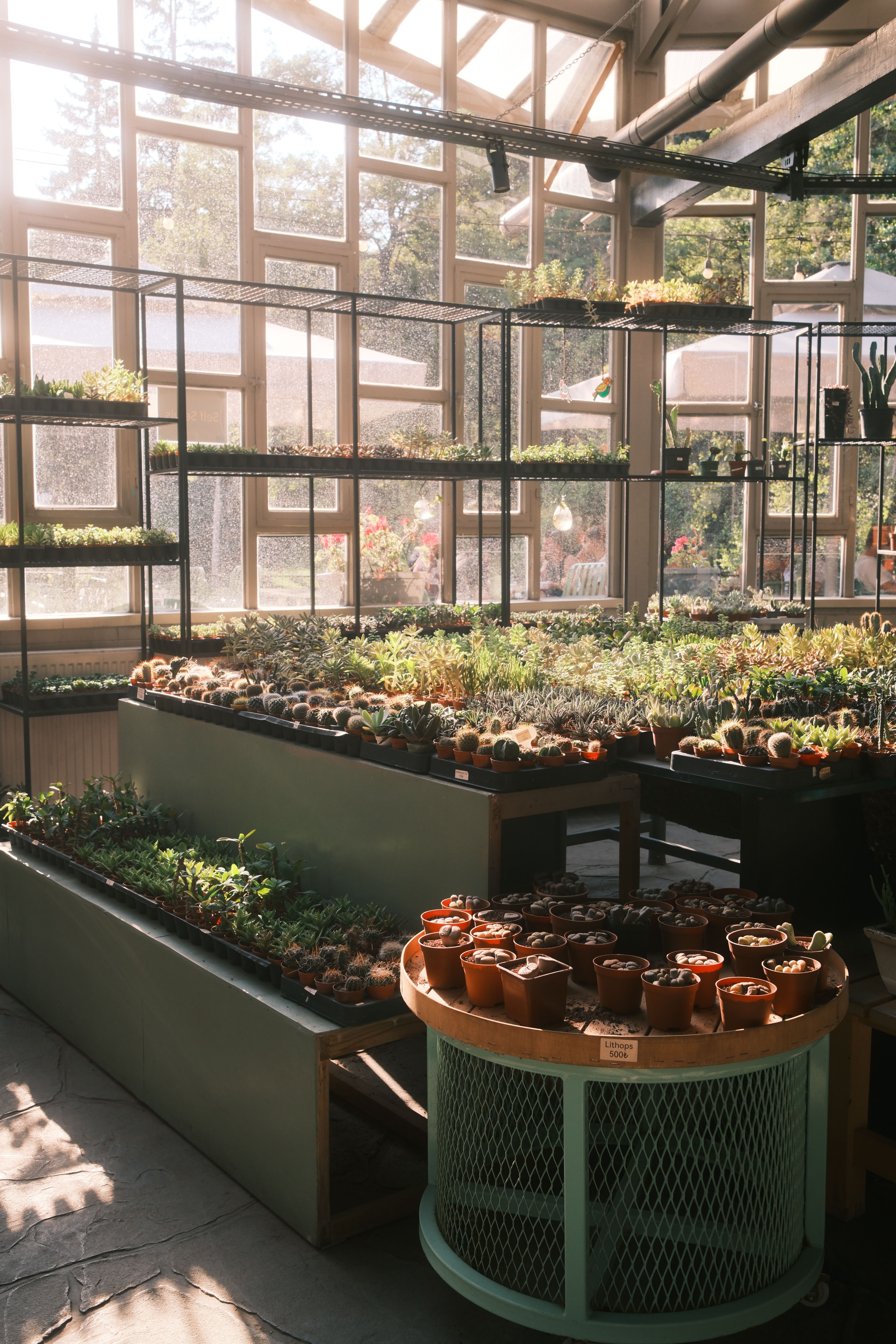 A sunny greenhouse showcases diverse potted plants and cacti under warm daylight.
