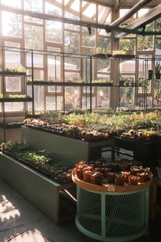 A sunny greenhouse showcases diverse potted plants and cacti under warm daylight.