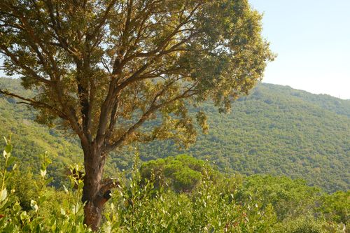 Free A vibrant summer landscape featuring a large oak tree on a sunny hillside. Stock Photo