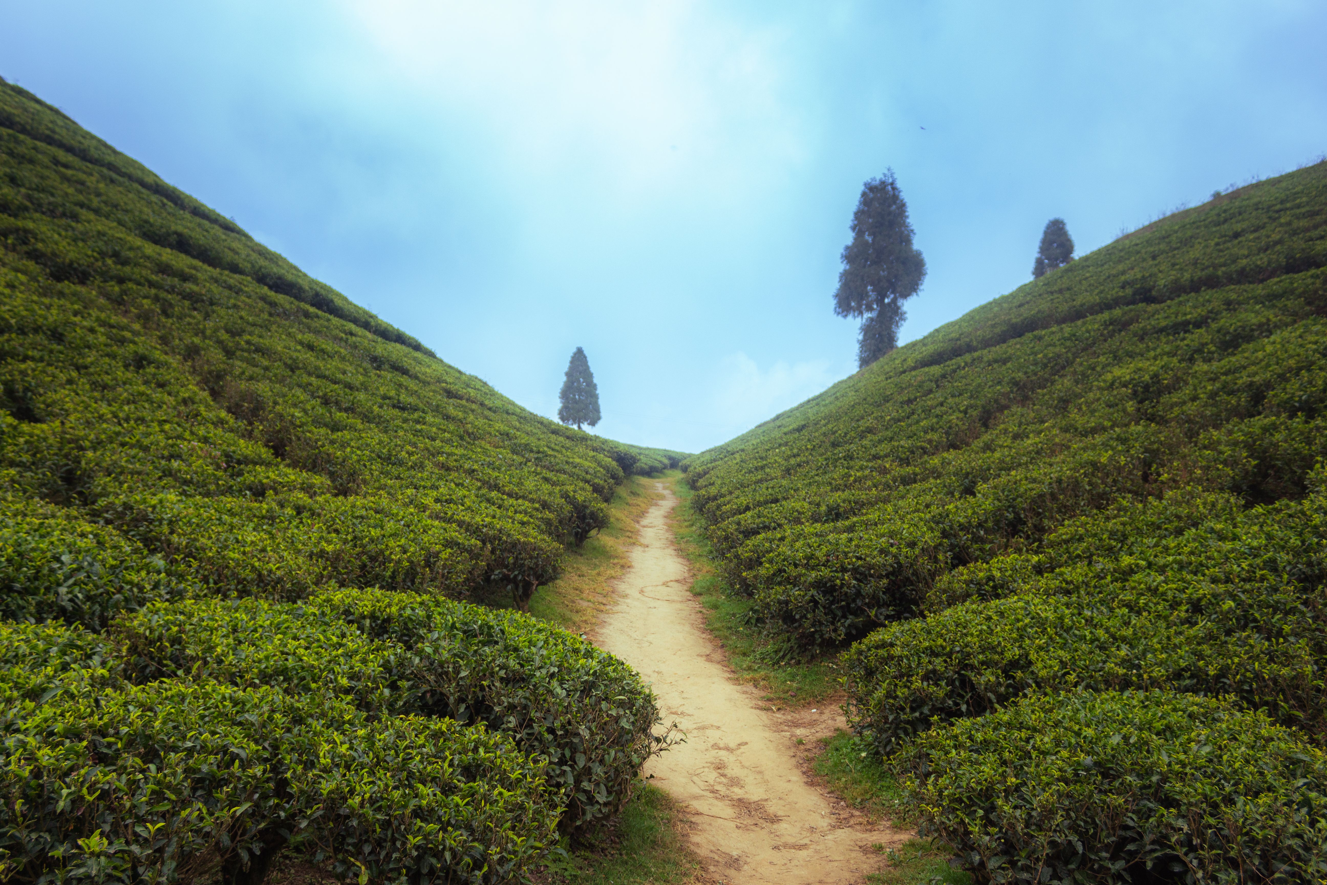 Sikkim – Darjeeling — Tea, Toy Trains & Kanchenjunga photo 2