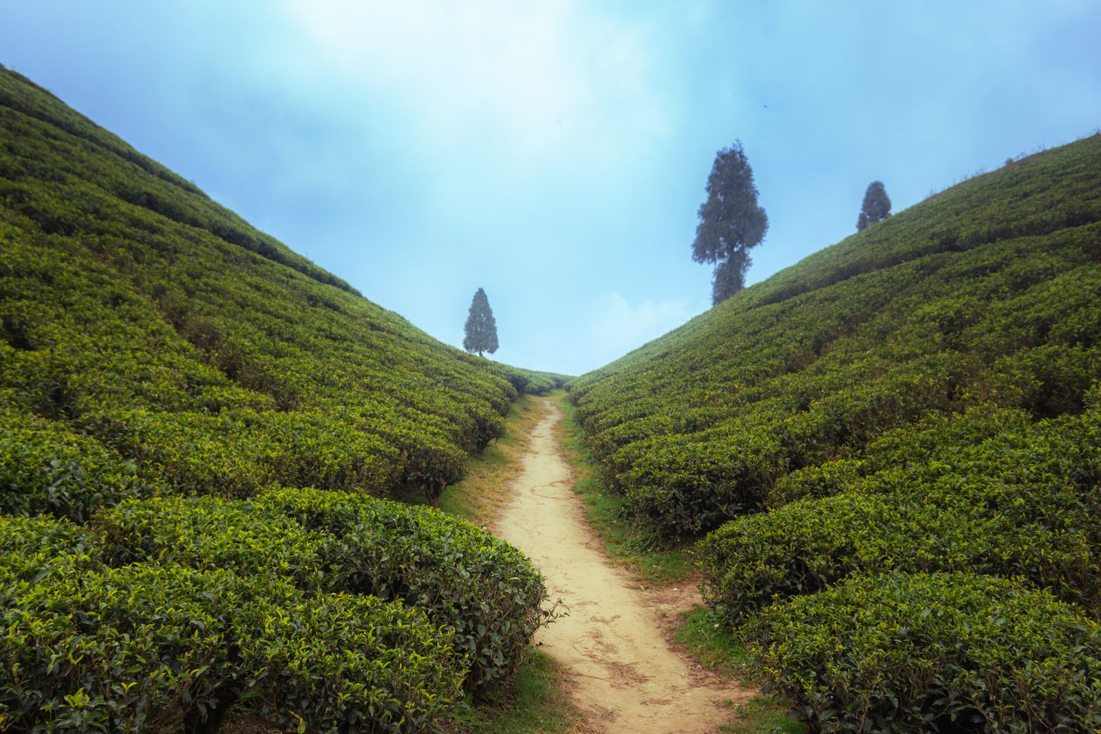 A dirt path climbing between clipped tea bushes on a Sikkim hillside, a few tall trees on the ridge under a misty sky