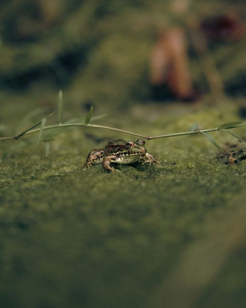 Free A frog camouflaged in greenery, showcasing its natural habitat during the day. Stock Photo
