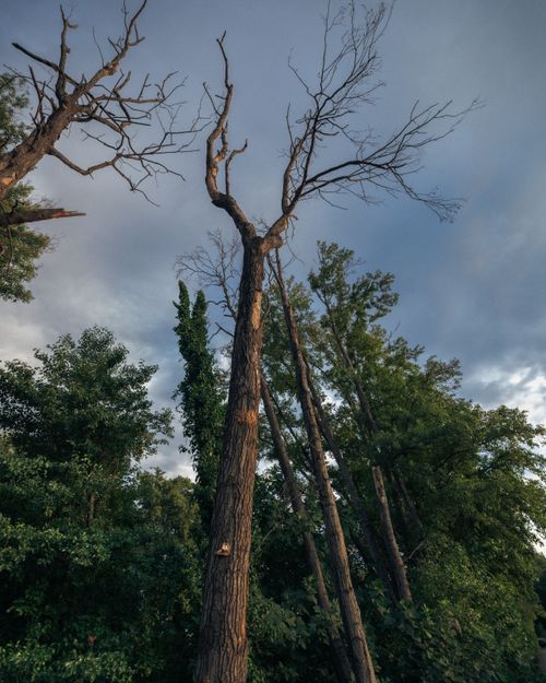 Free Tall bare trees reach towards a cloudy sky, creating a dramatic natural scene. Stock Photo