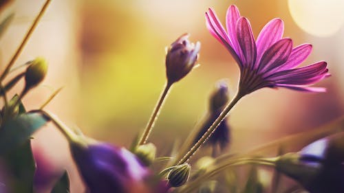 Free Purple Flower in Tilt Shift Lens Stock Photo