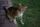 tabby cat
