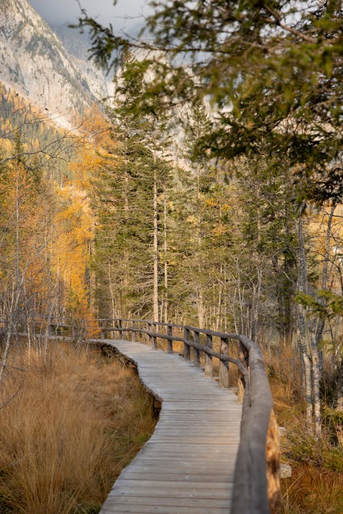 Бесплатное стоковое фото с деревья, деревянный мост, дорога
