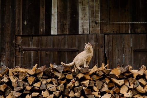 Cat on Brown Firewood