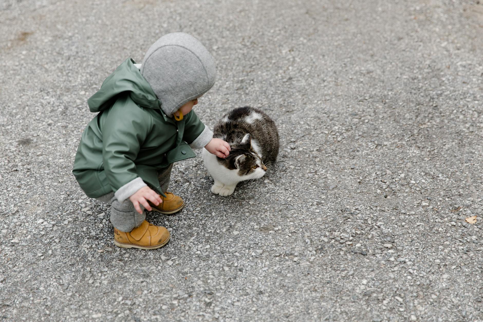 best cat breeds for autistic child