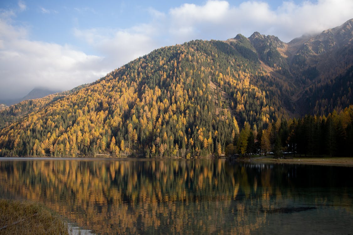 Green and Brown Trees on Mountain Beside Body of Water
