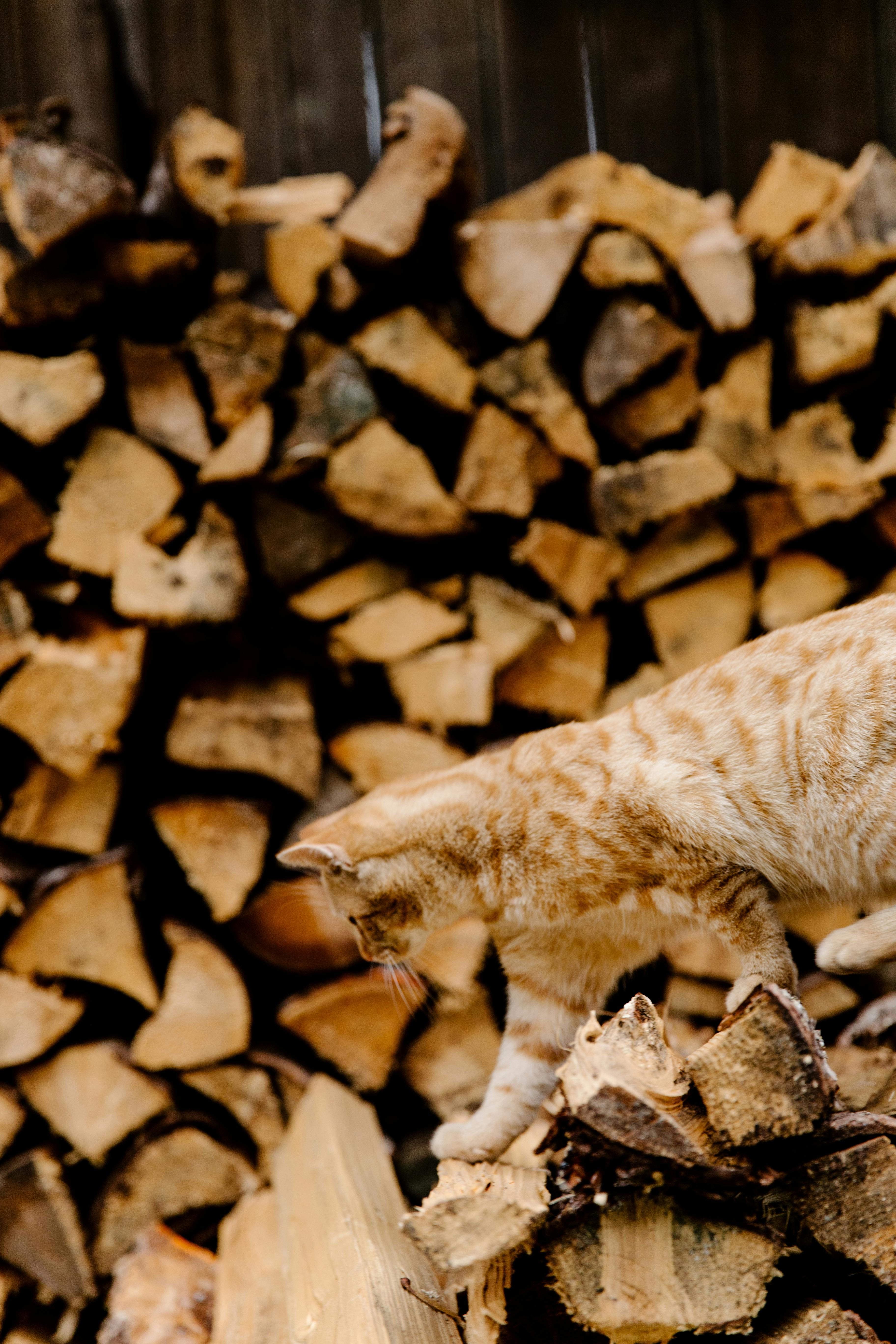 一只虎斑猫在一堆切碎的木头原木中探索，非常适合营造舒适的户外场景