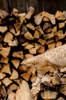 一只虎斑猫在一堆切碎的木头原木中探索，非常适合营造舒适的户外场景