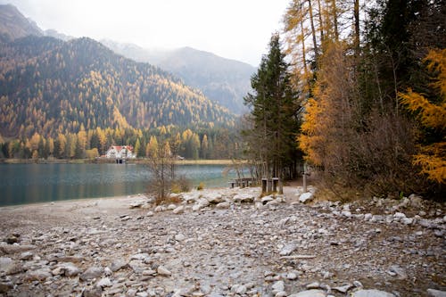 Green and Brown Trees Near Lake