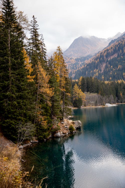 Green Trees Near Lake