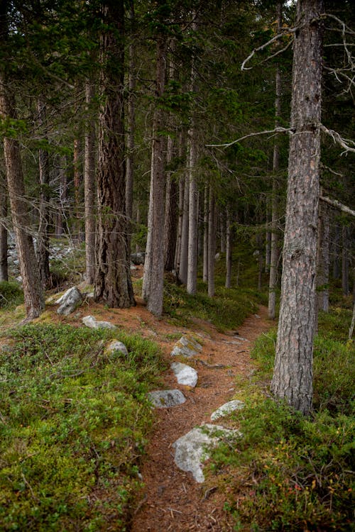 Foto d'estoc gratuïta de a l'aire lliure, arbres, aventura