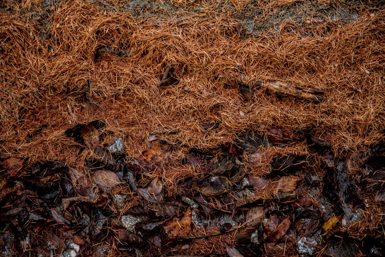 Dry Pine Needles On Rocks In Forest