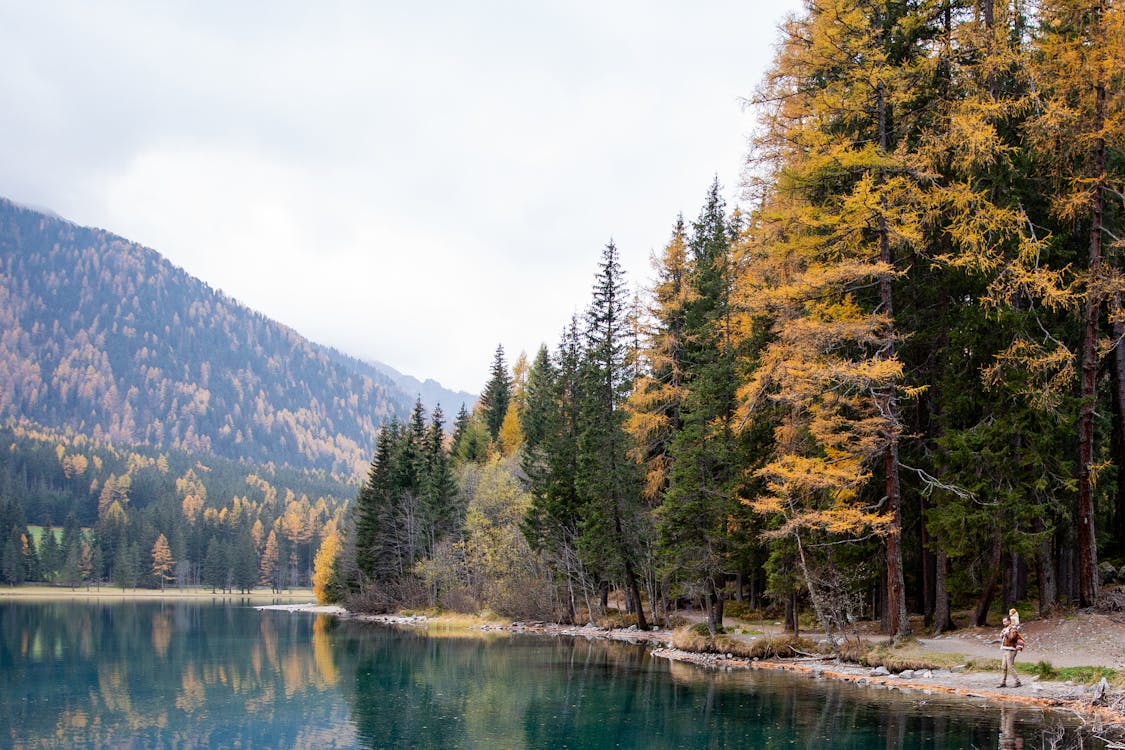 Green Trees Near Lake