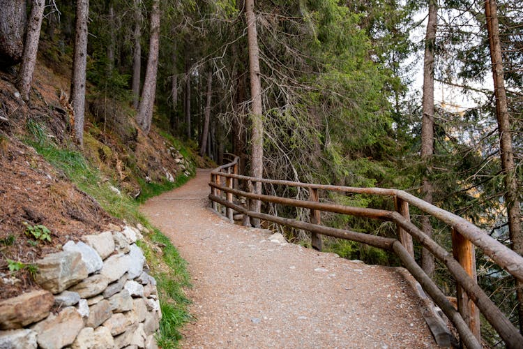 Pathway With Wooden Border In Forest