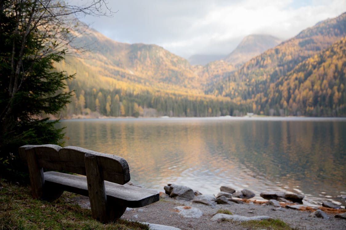 Free Brown Wooden Bench Near Lake Stock Photo