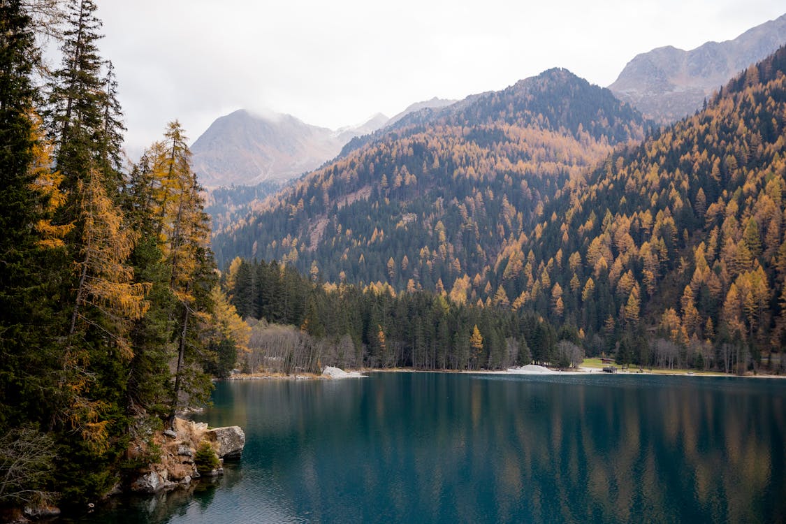 Green Trees Near Lake