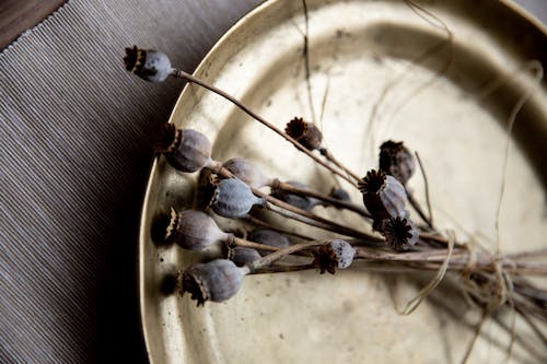 Dry poppy heads on tray