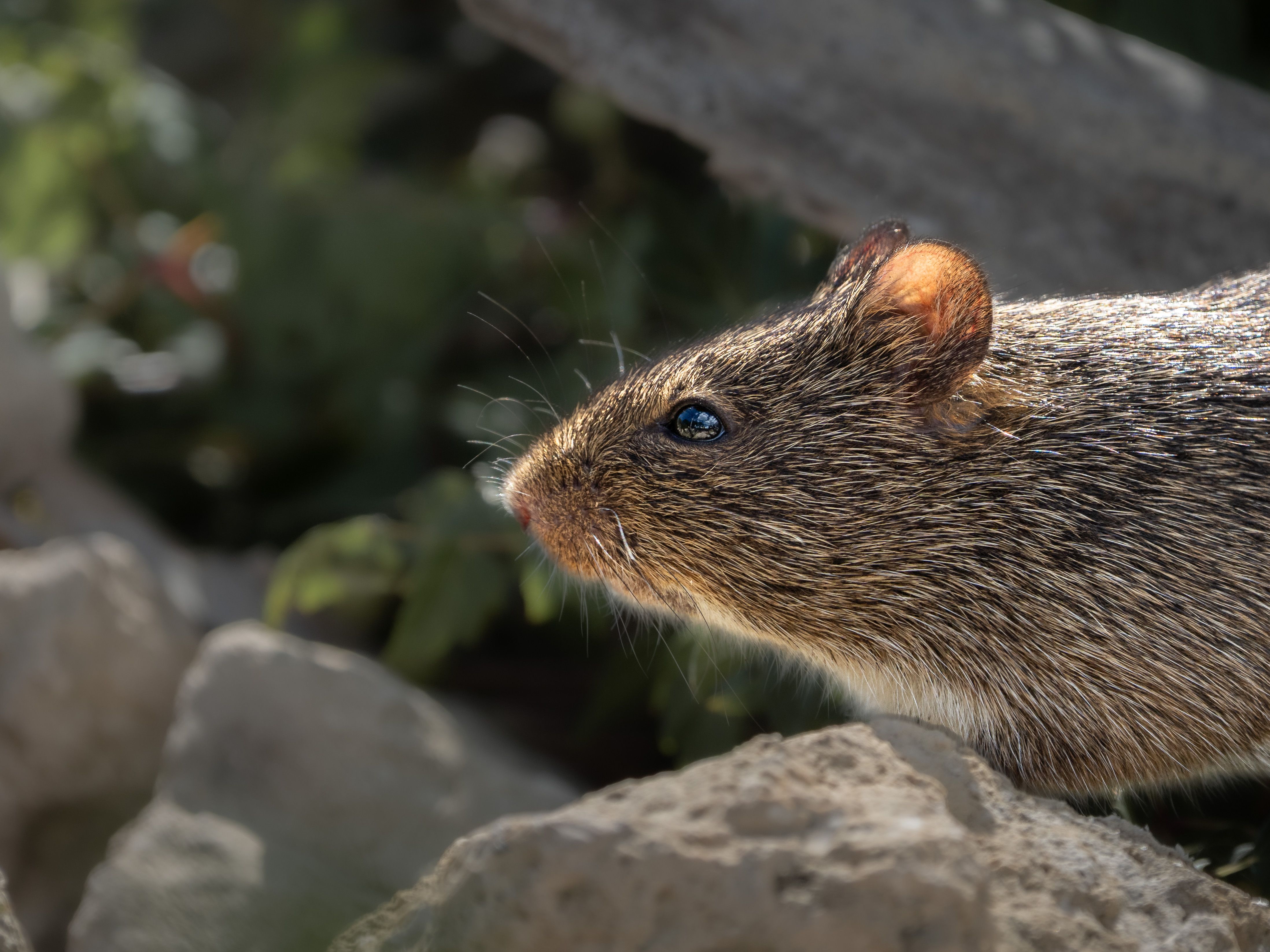 Close-up of a brown-furred rodent, snout and whiskers visible, on stones outdoors