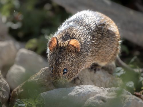Free Brown rodent resting on rocks in a Florida wildlife setting. Stock Photo
