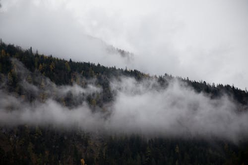 Photo Of Pine Trees Under Cloudy Sky