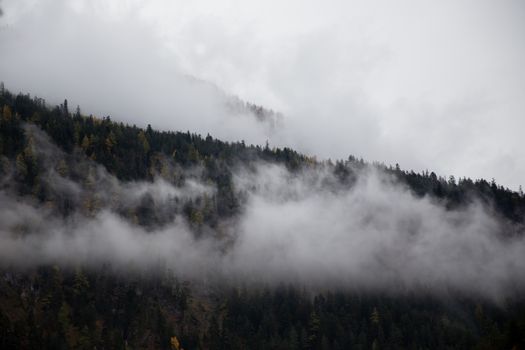 一片雾蒙蒙的森林景观宁静地展现在眼前，浓雾笼罩着山坡上的针叶树
