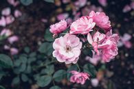 花园里，充满活力的粉红色玫瑰绽放着，展现出精致的花瓣和郁郁葱葱的绿叶
