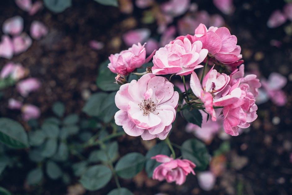 Selective Focus Photography of Pink Peony Flowers · Free Stock Photo