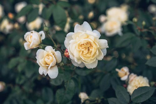 Close-Up Photo Of Yellow Flowers