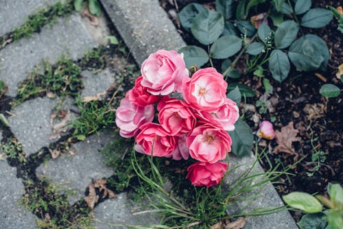 Foto profissional grátis de cor-de-rosa, flores, natureza