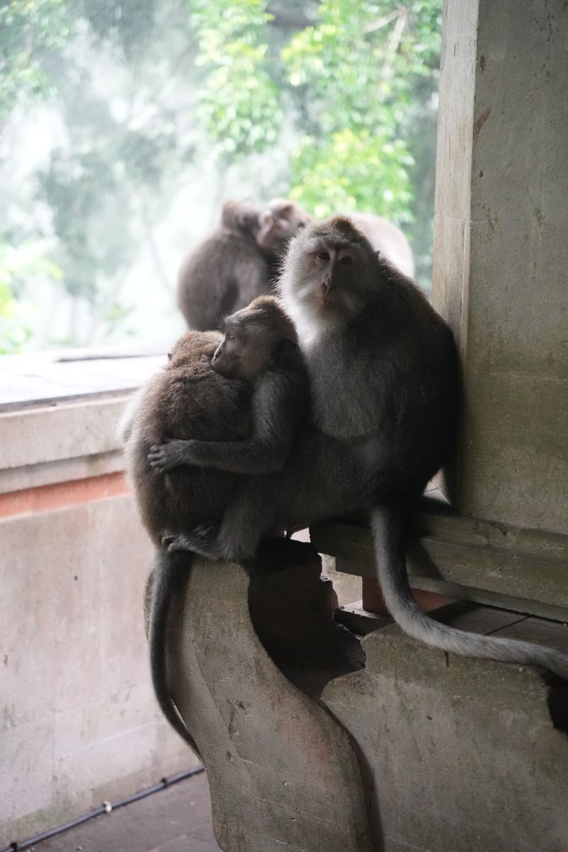 Family of monkeys at the Ubud temple in Bali