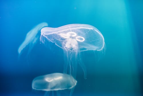 Foto De Jellyfish Underwater